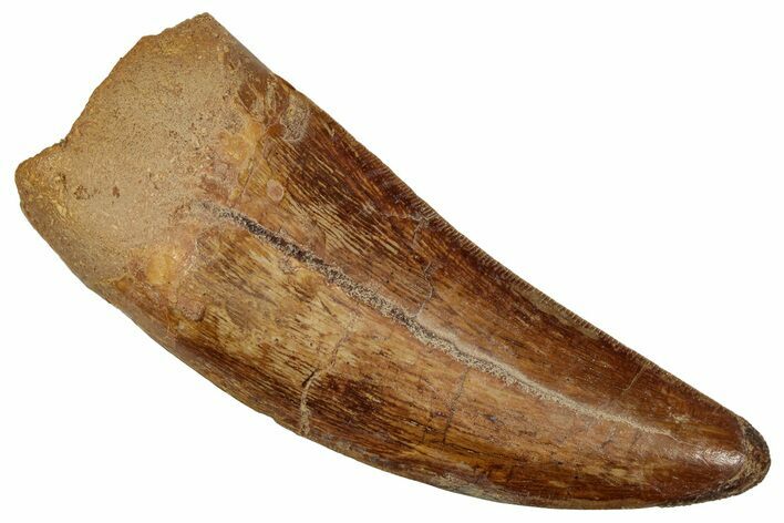 Serrated, Carcharodontosaurus Tooth - Real Dinosaur Tooth #242591